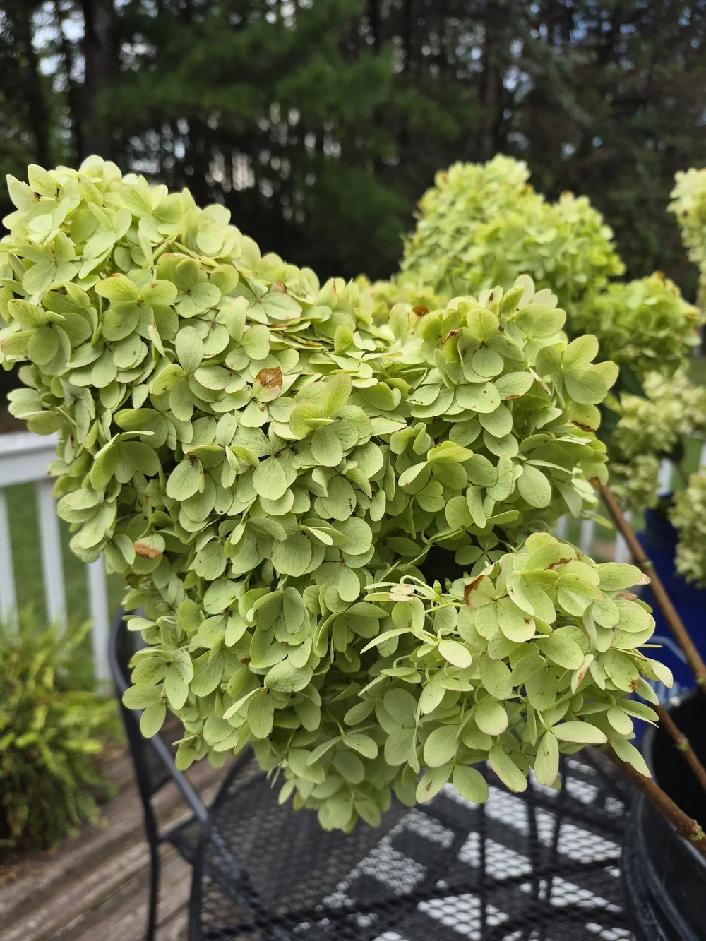 Set of 3 Natural Dried Limelight Hydrangea Stems | Luxury Floral